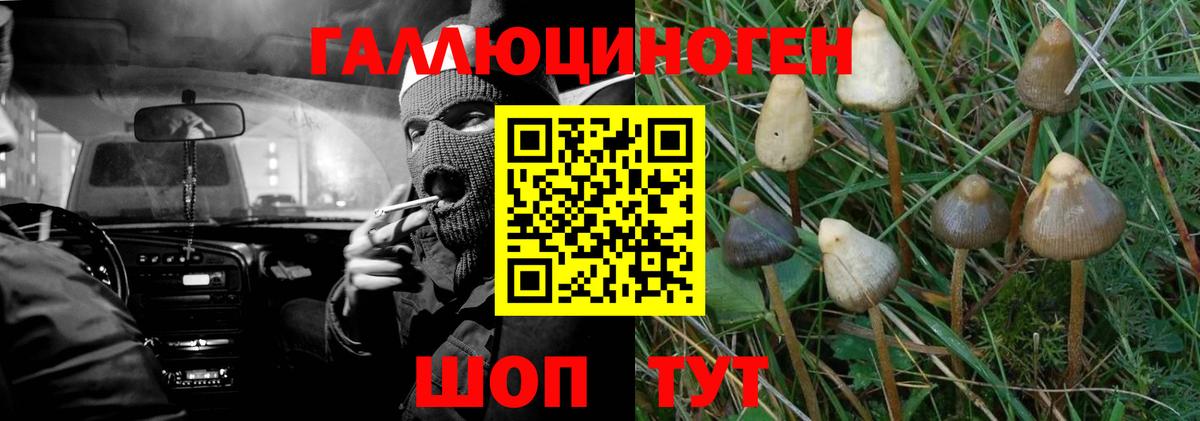 Псилоцибиновые грибы Psilocybine cubensis Нальчик